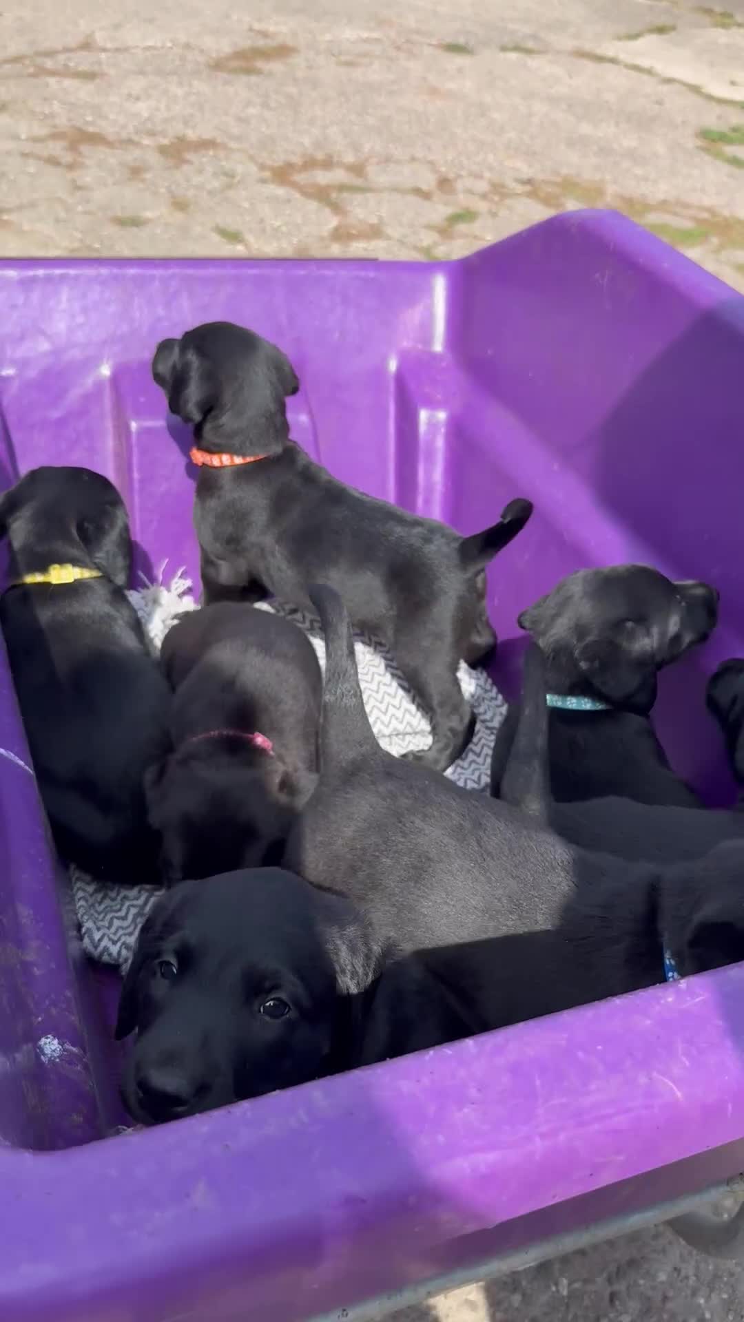 Labrador Retriever dogs for sale: 6 x Beautiful Black Labrador Puppies for sale. - Video 1