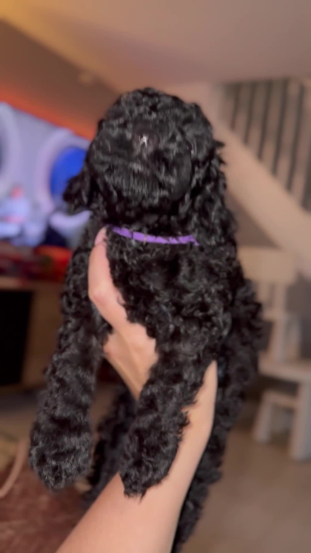 Cockapoo dogs for sale: 6 Stunning Cockapoos ✨ AVAILABLE NOW ✨ in Stalybridge - Video 2