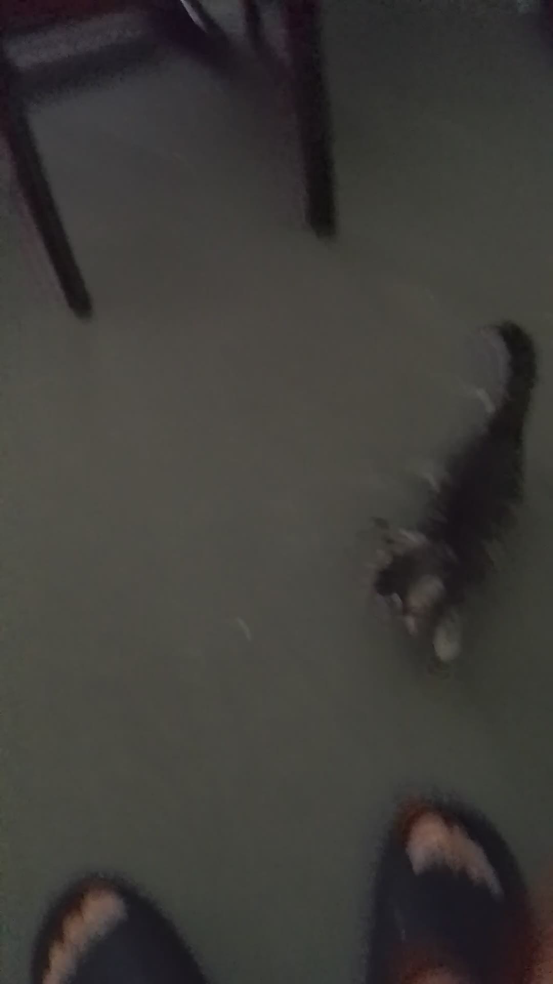 Bengal cats for sale: Silver bengals - Video 1
