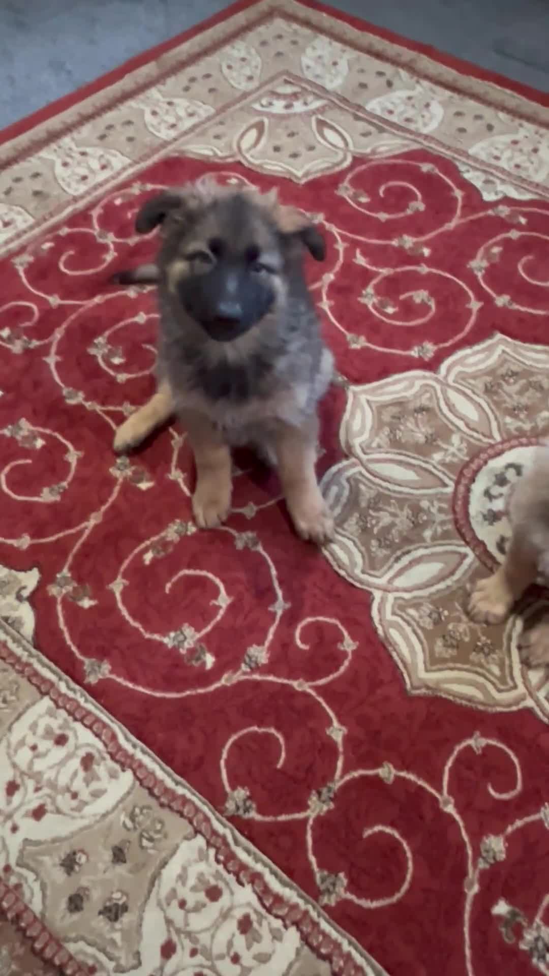 German Shepherd dogs for sale: LAST GIRL GSD READY TO GO - Video 1