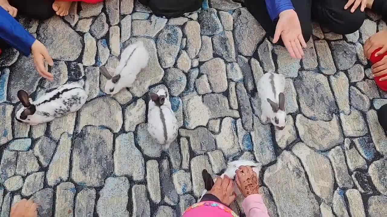 English Spot rabbits for sale: Pure English spot babies  - Video 1
