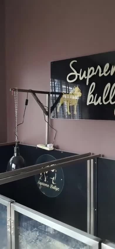 American Bully dogs for sale: ■■■■REDUCED REDUCED REDUCED■■■■ - Video 1