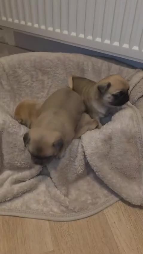 Pug dogs for sale: KC pug puppys  - Video 2