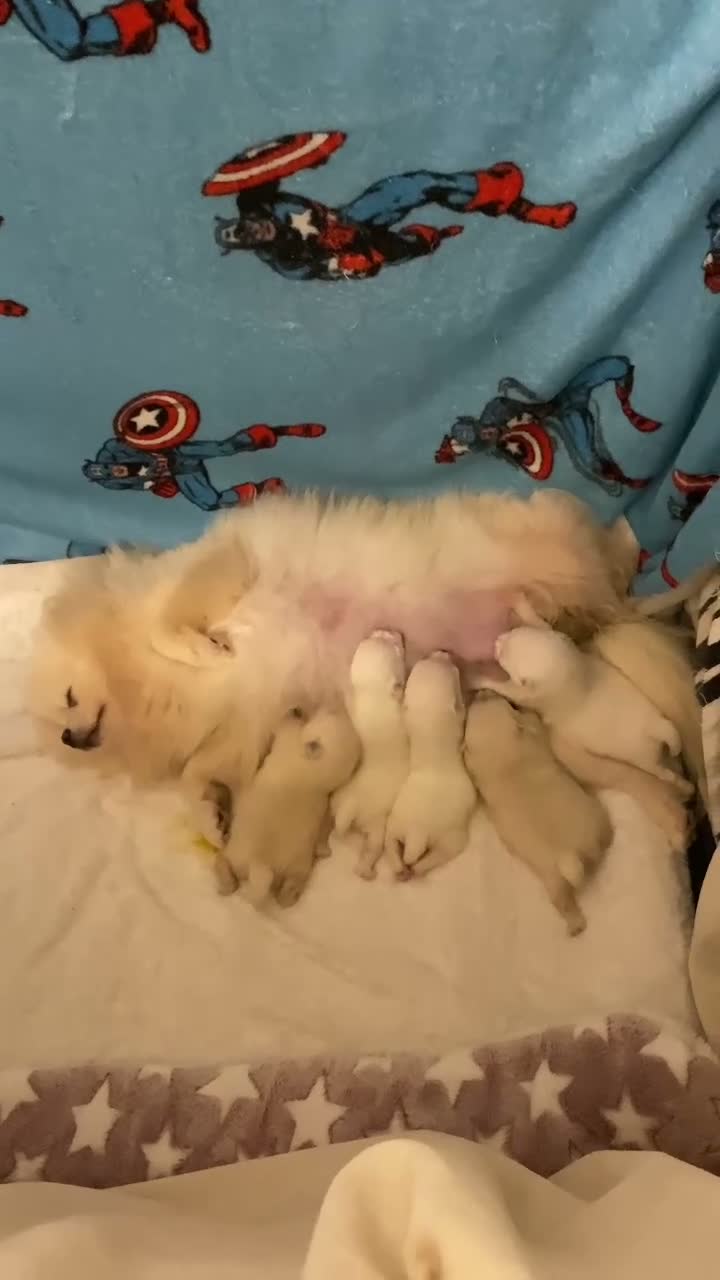Pomeranian dogs for sale: Gorgeous puppies  - Video 1