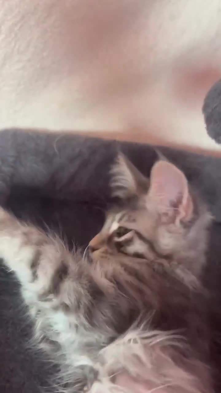 Maine Coon cats for sale: Maine Coon Kittens 🌟Tica Registered  - Video 1