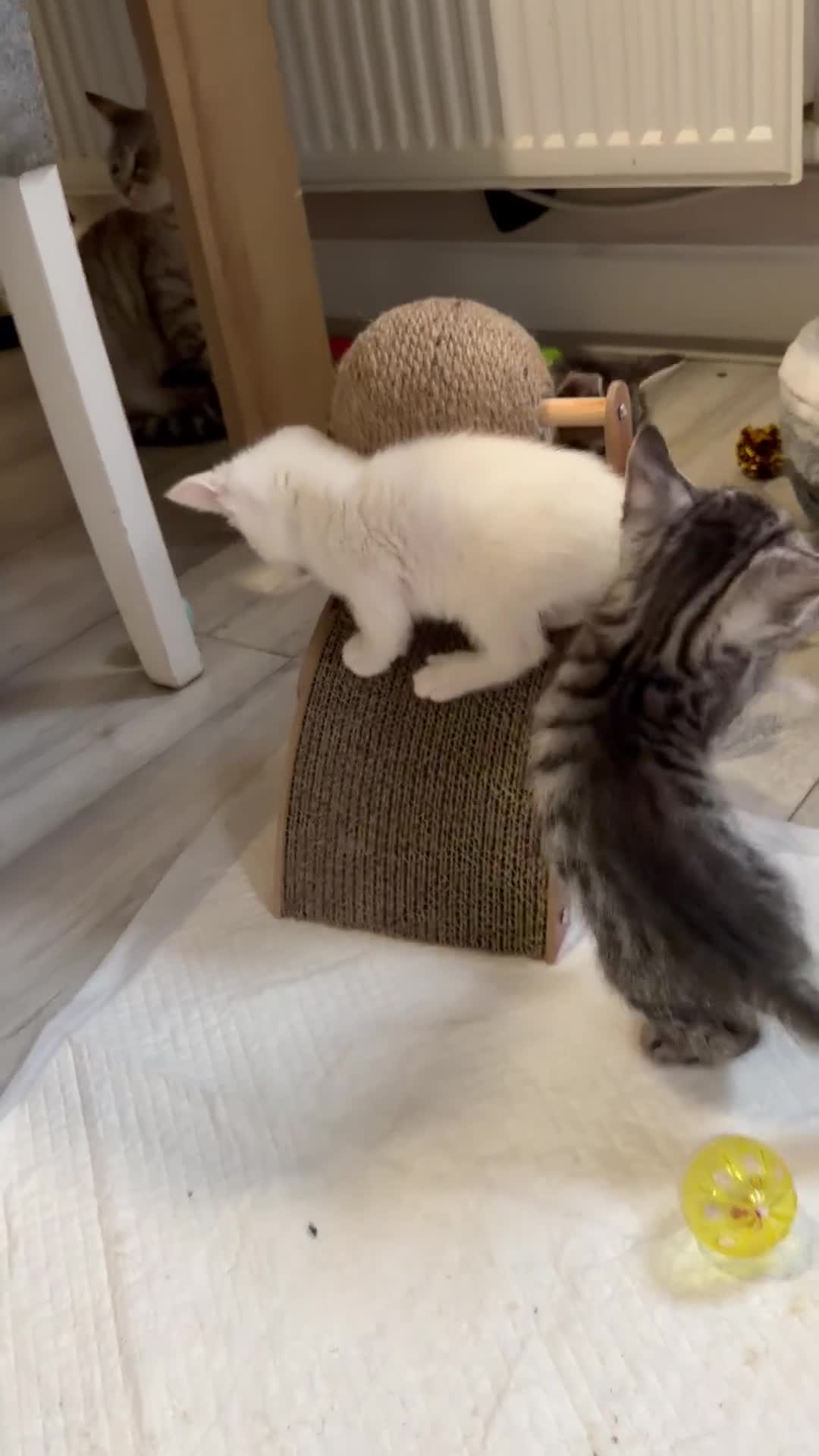 Bengal cats for sale: 4 Bengal Kittens Available – Playful & Friendly - Video 1