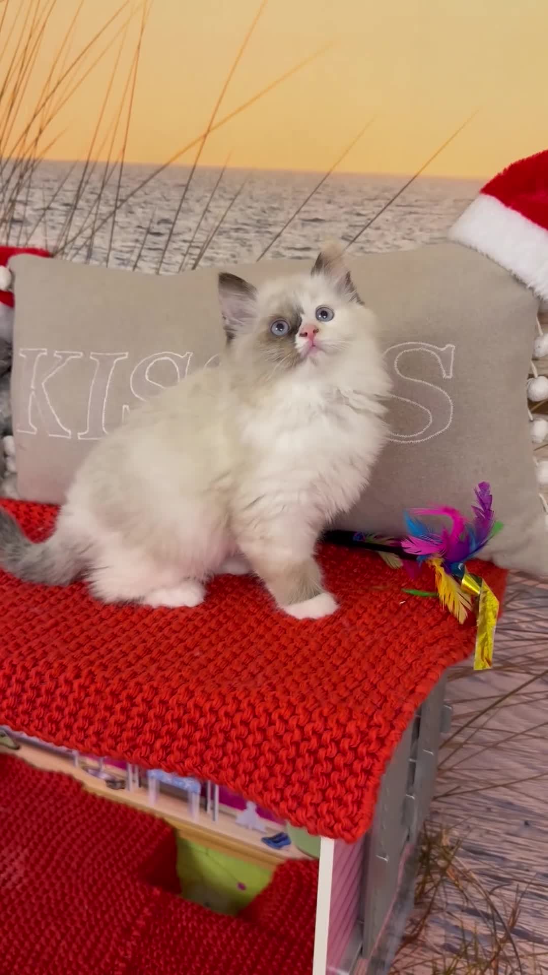 Ragdoll cats for sale: Beautiful Ragdolls kittens  - Video 1
