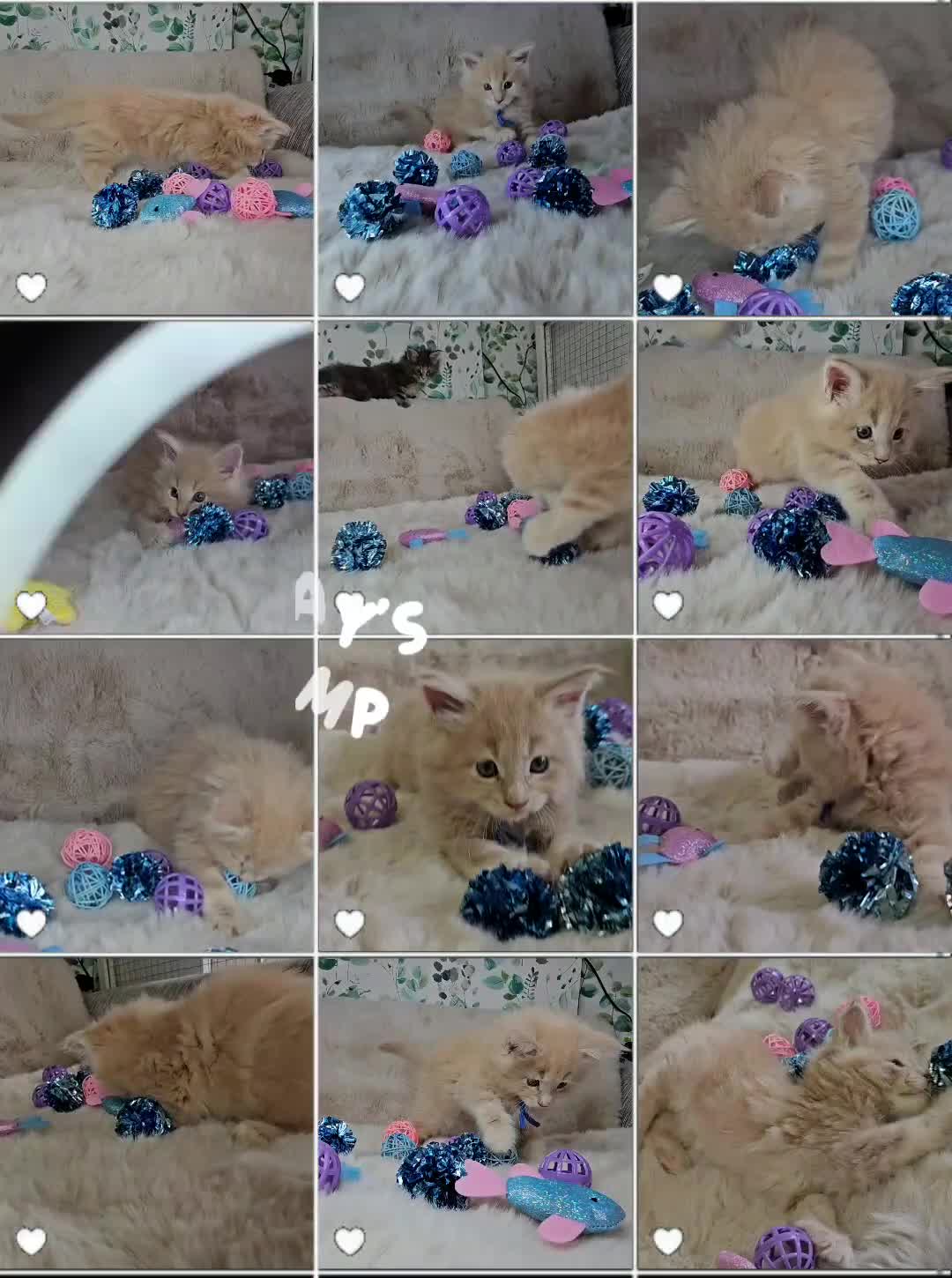 Maine Coon cats for sale: GCCF Registered Pedigree Maine Coon Kittens - Video 1