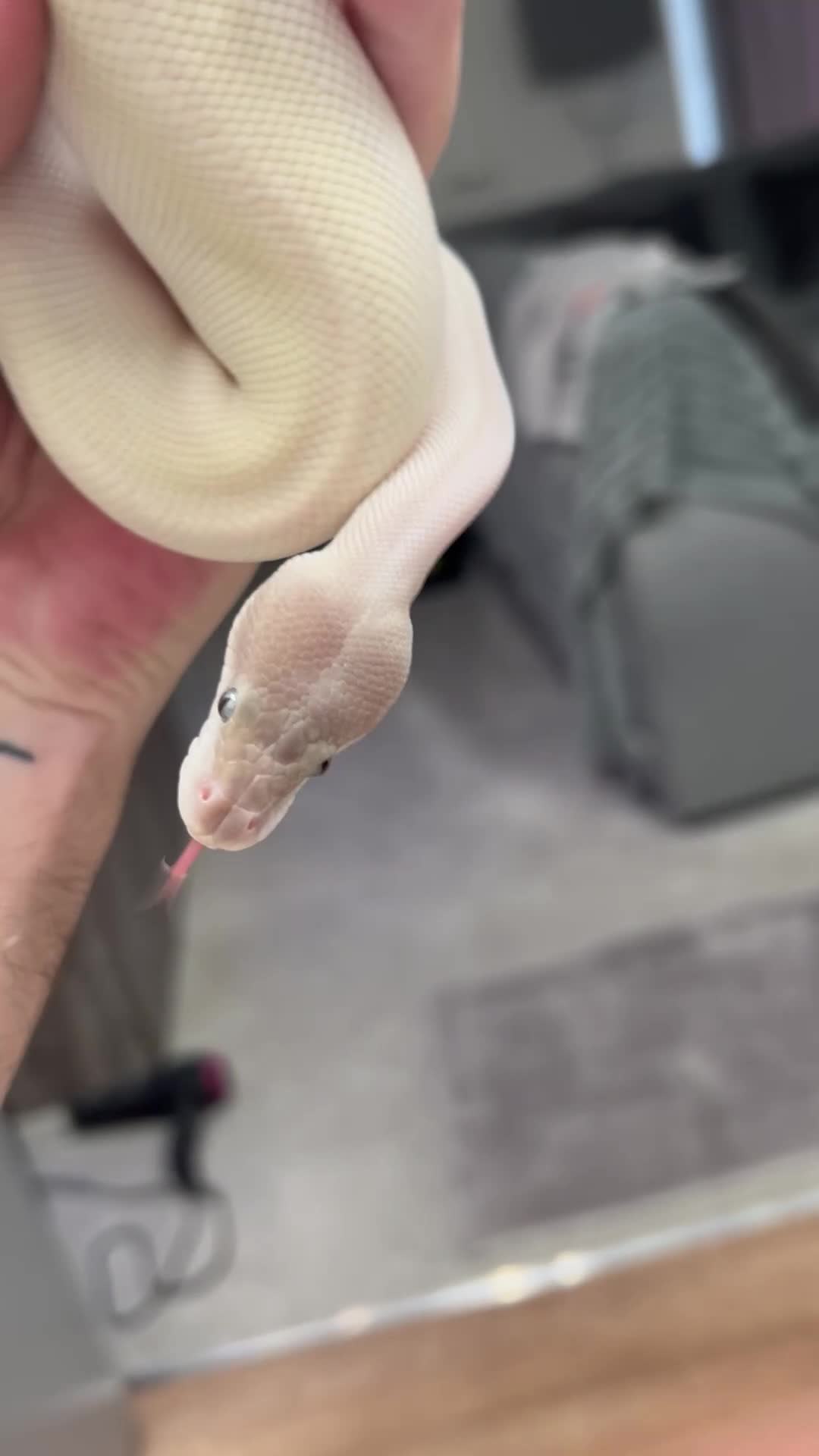 Tortoise reptiles for sale: Purple passion mahogany female.  - Video 1
