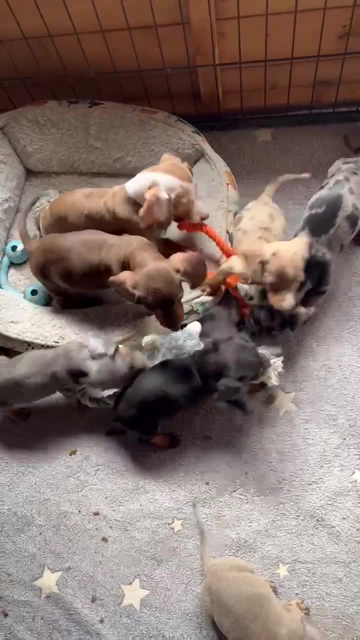 Miniature Dachshund dogs for sale: Miniature dachshund puppies   - Video 1