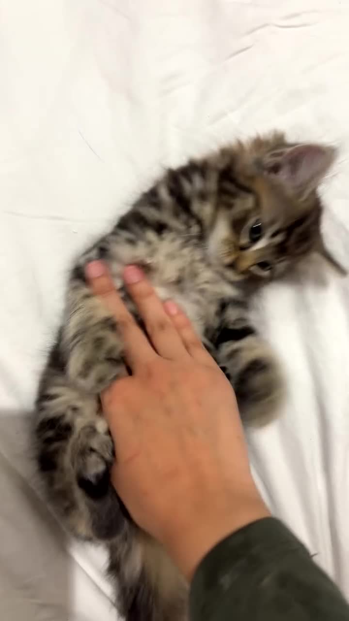 Maine Coon cats for sale: British shorthair and Maine coon kitten. (NO) - Video 1