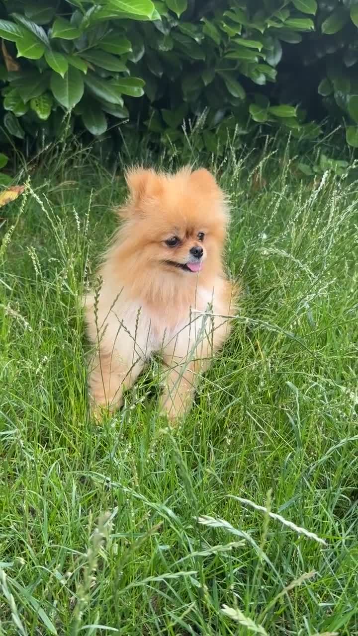 Pomeranian dogs for sale: Beautiful Male & female Pomeranian  - Video 2