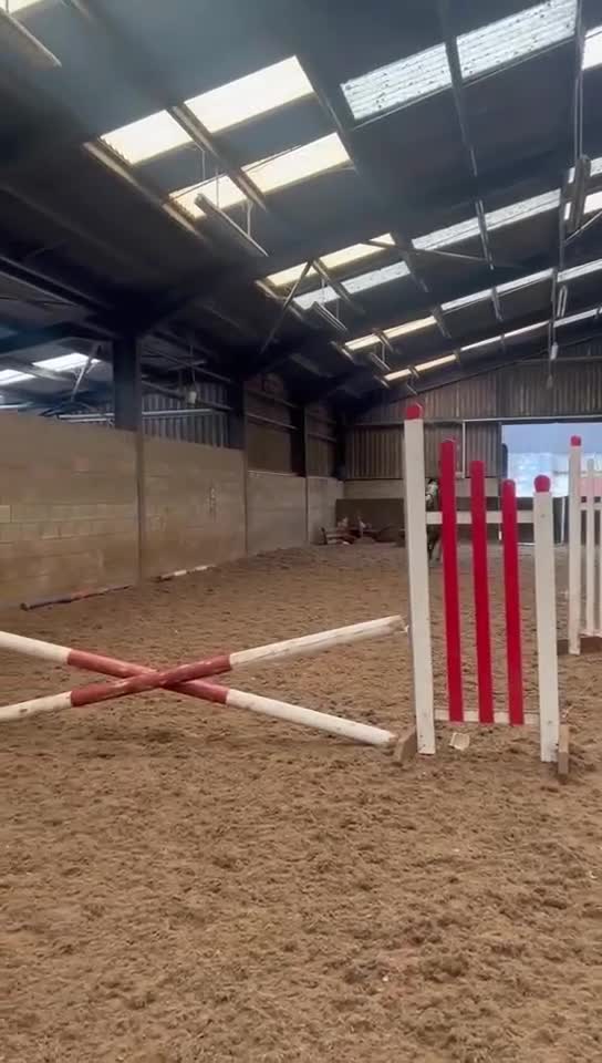 Irish Thoroughbred horses for sale: Stunning Thoroughbred Mare,  - Video 3