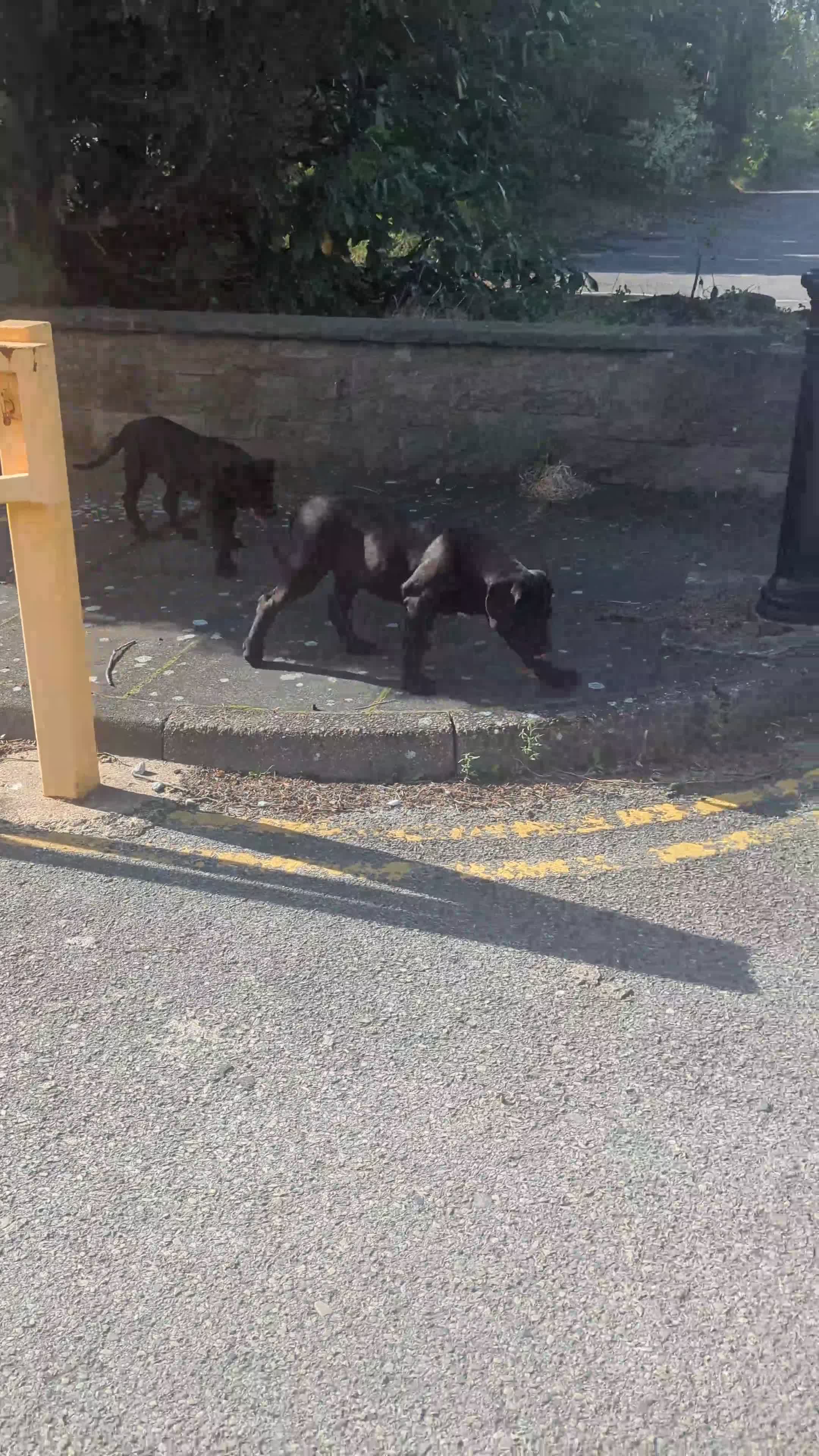 Presa Canario dogs for sale: STUNNING BLACK PRESA CANARIO PUPS  - Video 2