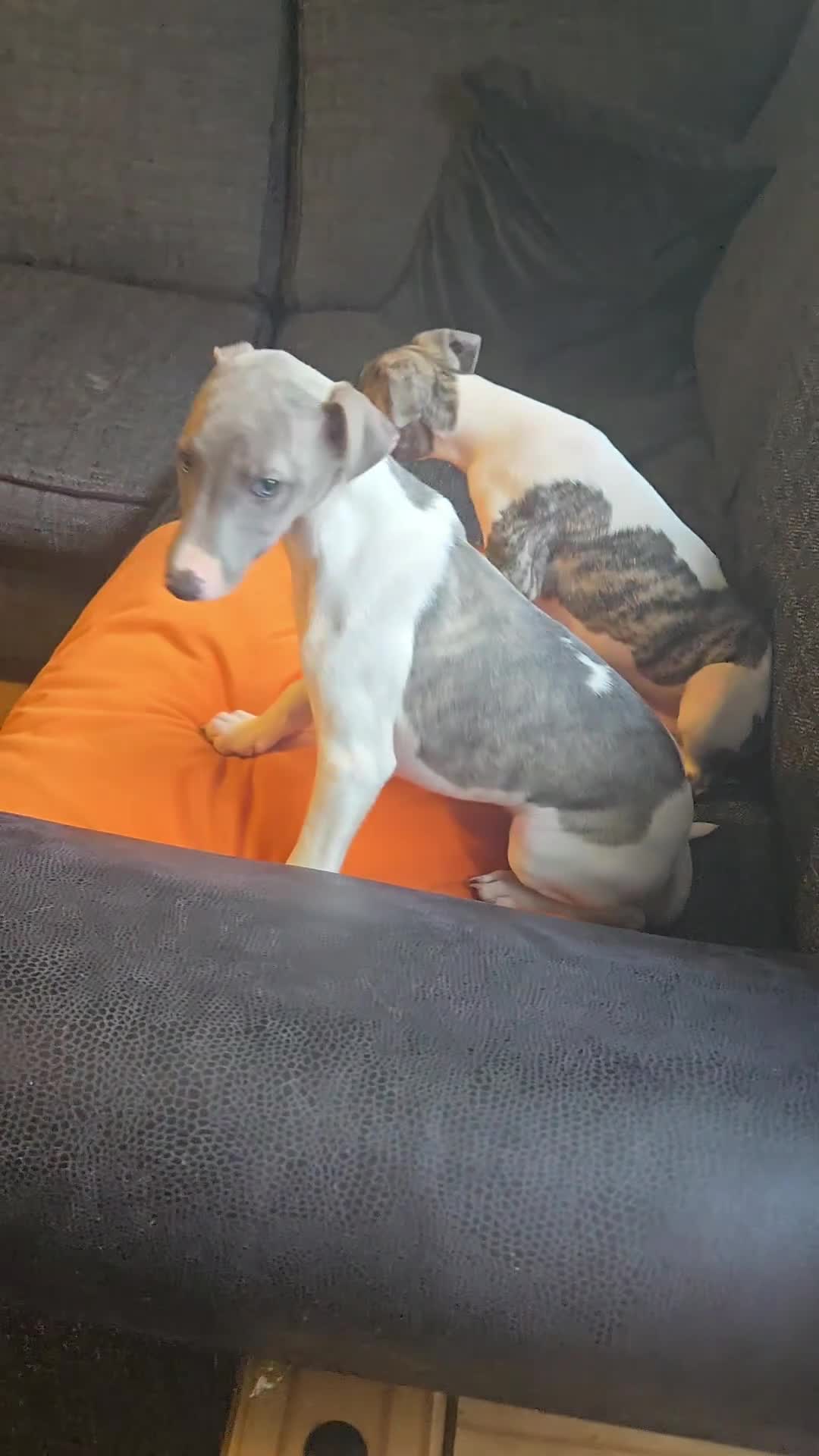Whippet dogs for sale: ✅️ Ready to leave - KC whippets 🧡 - Video 2