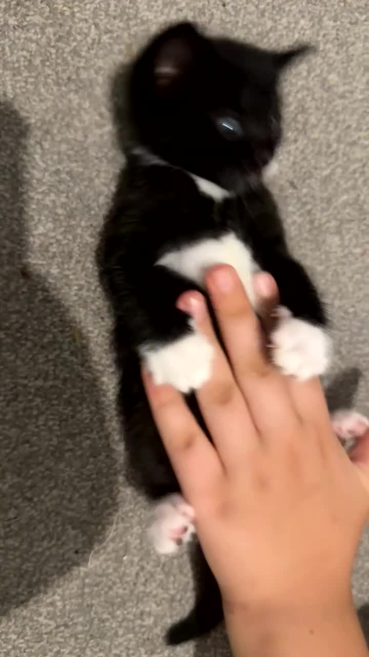 Mixed Breed cats for sale: Black and white beautiful kitten - Video 1