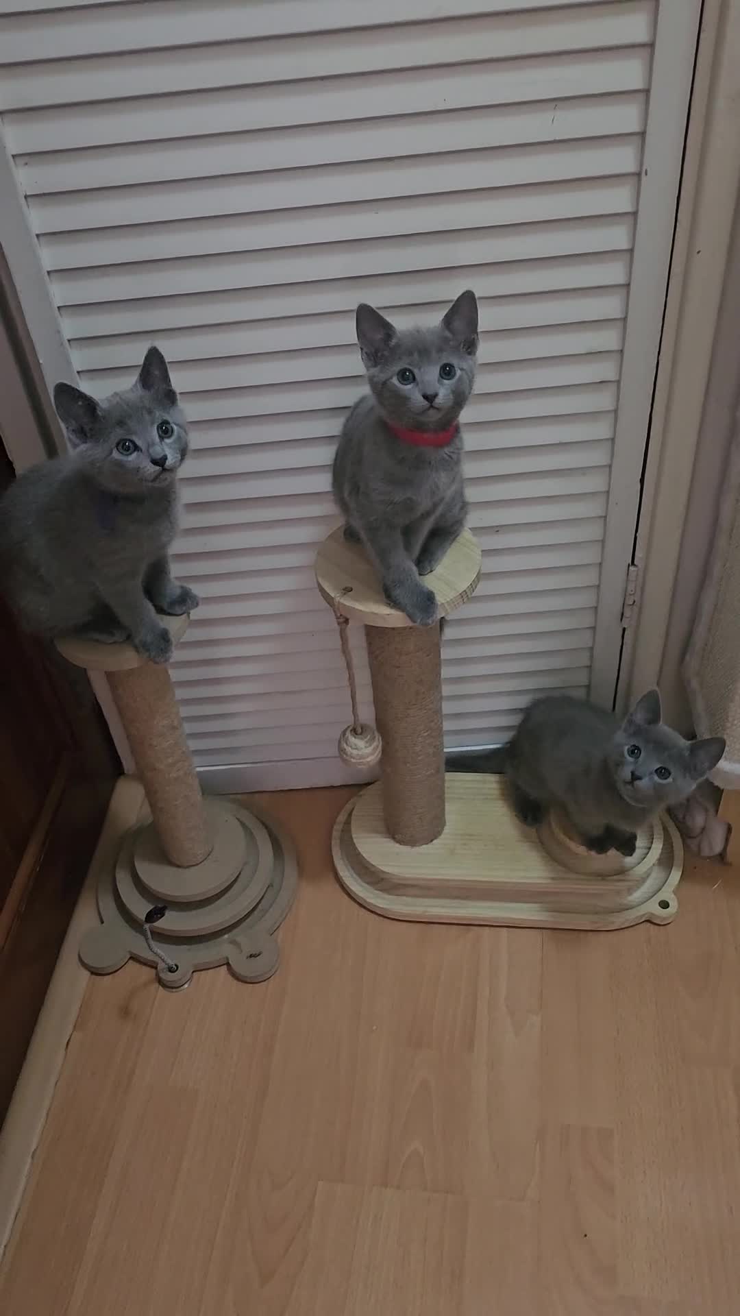 Russian Blue cats for sale: READY! TICA pedigree RUSSIAN BLUE stunning kittens - Video 1