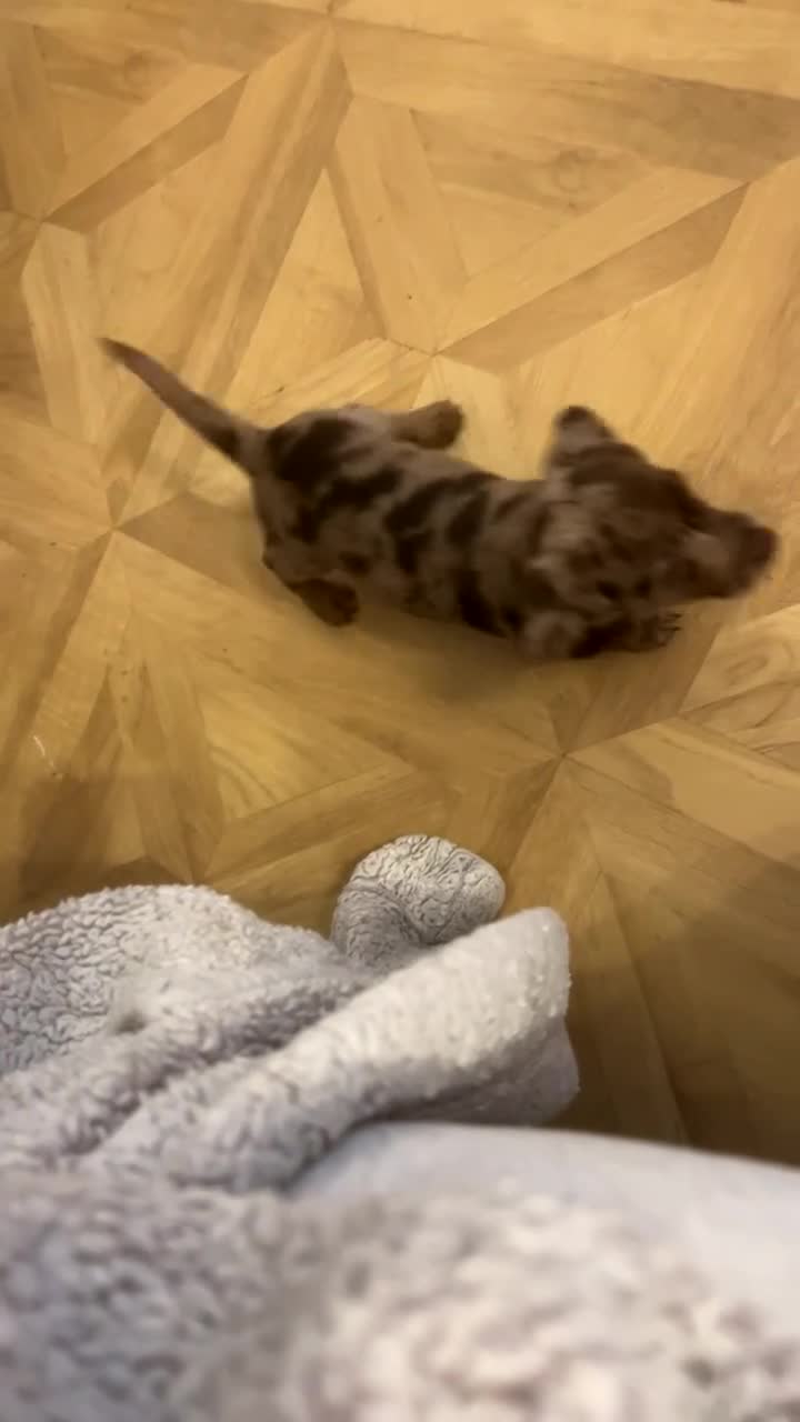 Mixed Breed dogs for sale: LAST GIRL 🩷 daxipoo - Video 1