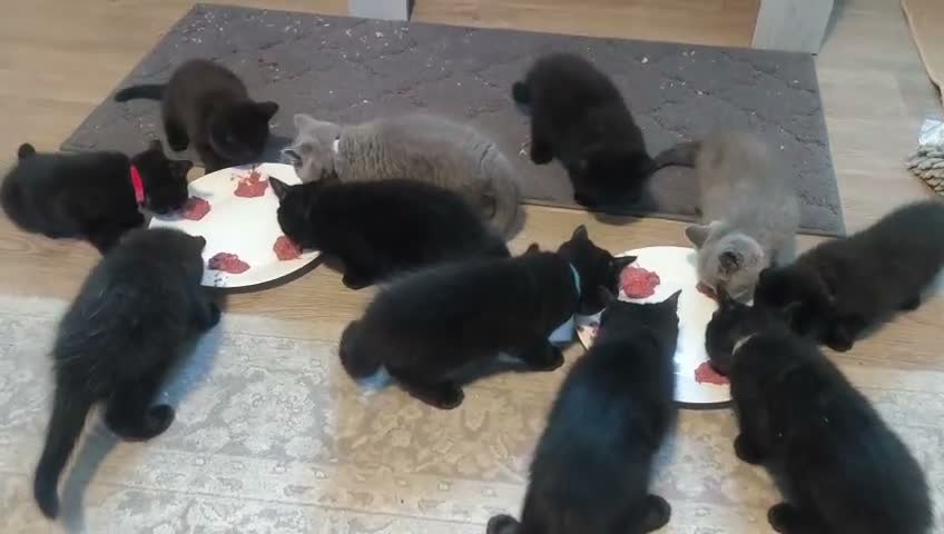 British Shorthair cats for sale: Beautiful Black BSH Kittens £995 GCCF ready 18/9 - Video 1