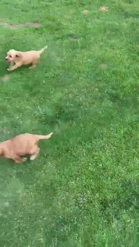 Cockapoo dogs for sale: 🐾 Beautiful Red F1 Cockapoo Puppies! 🐾 - Video 1