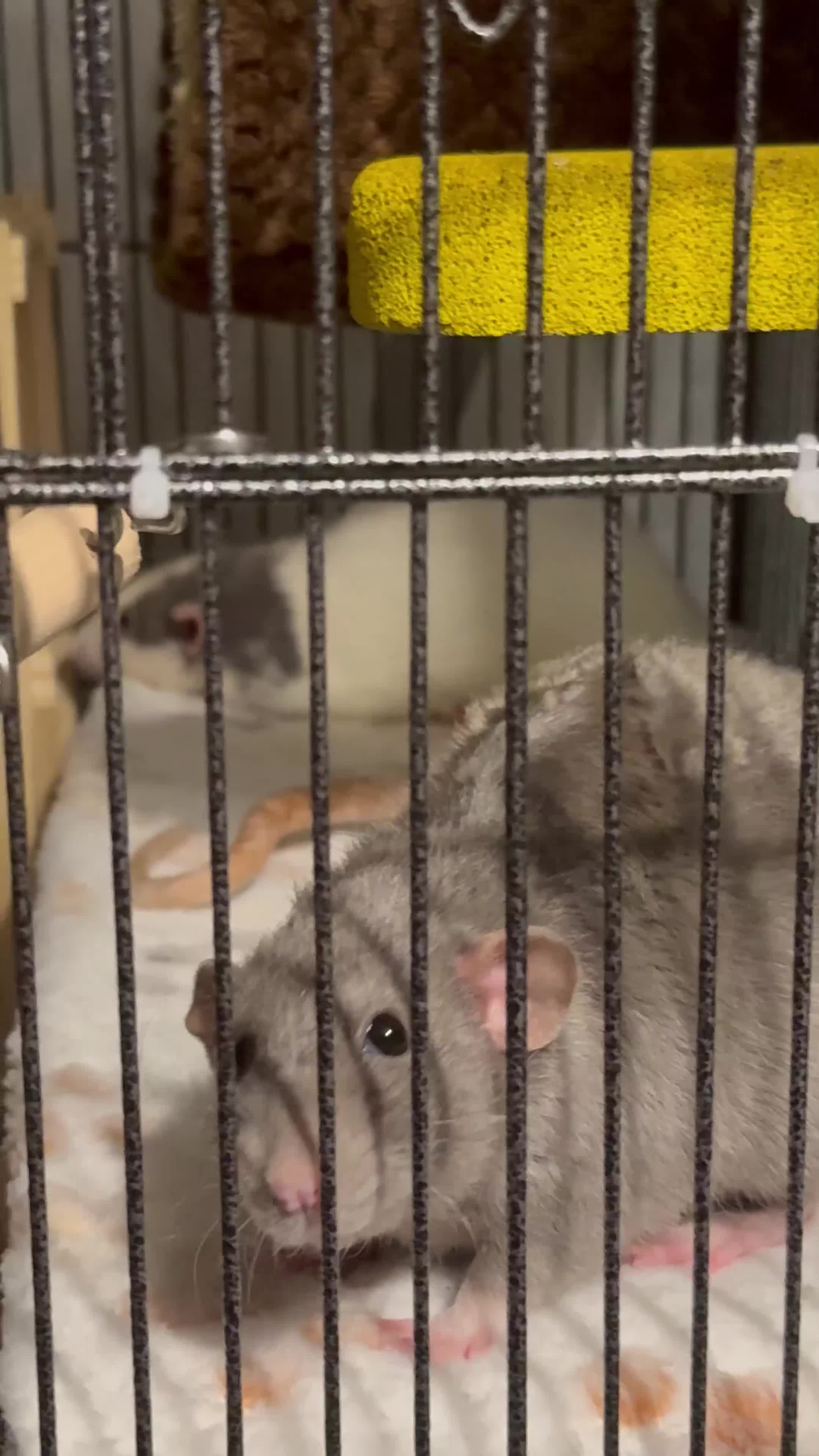 Rat rodents for sale: 3 female rats for rehoming - Video 1