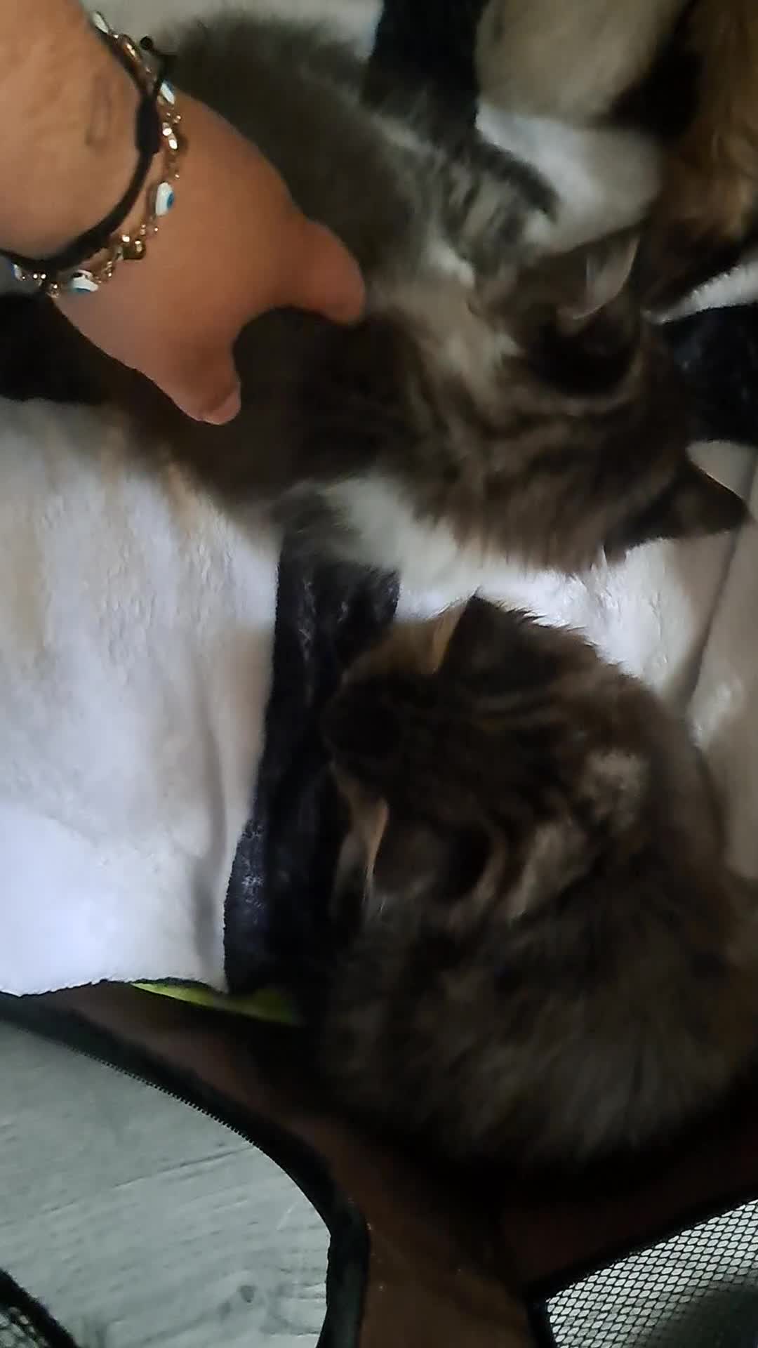 Mixed Breed cats for sale: Maine coon mix Girls💜 - Video 1