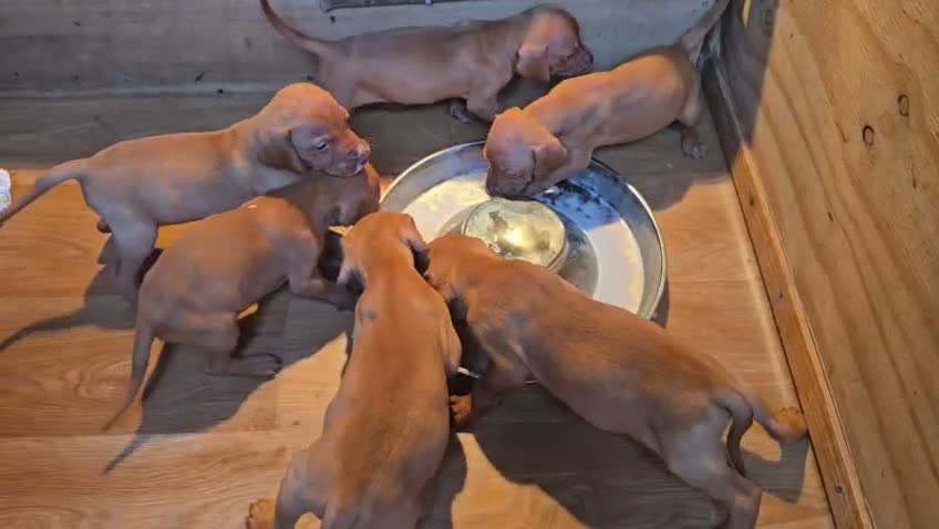 Hungarian Vizsla dogs for sale: Beautiful Hungarian Vizsla Puppies 4 Girls 2 Boys - Video 2