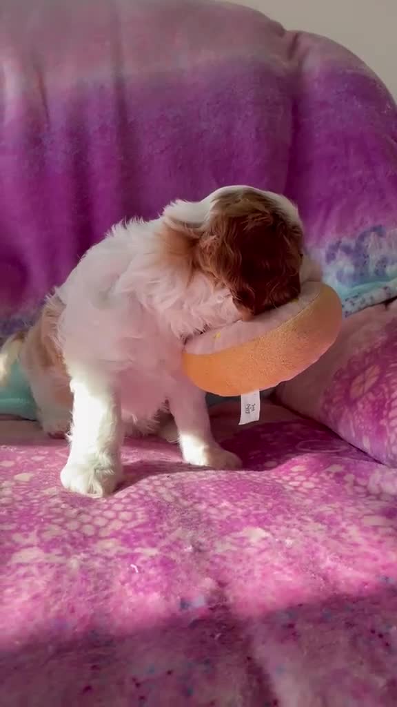 Cavalier King Charles Spaniel dogs for sale: Cavalier Puppies - Video 1