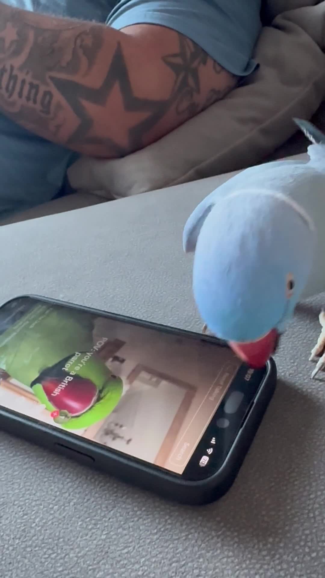 Ringnecks birds for sale: Male ringneck parrot in Warrington - Video 2