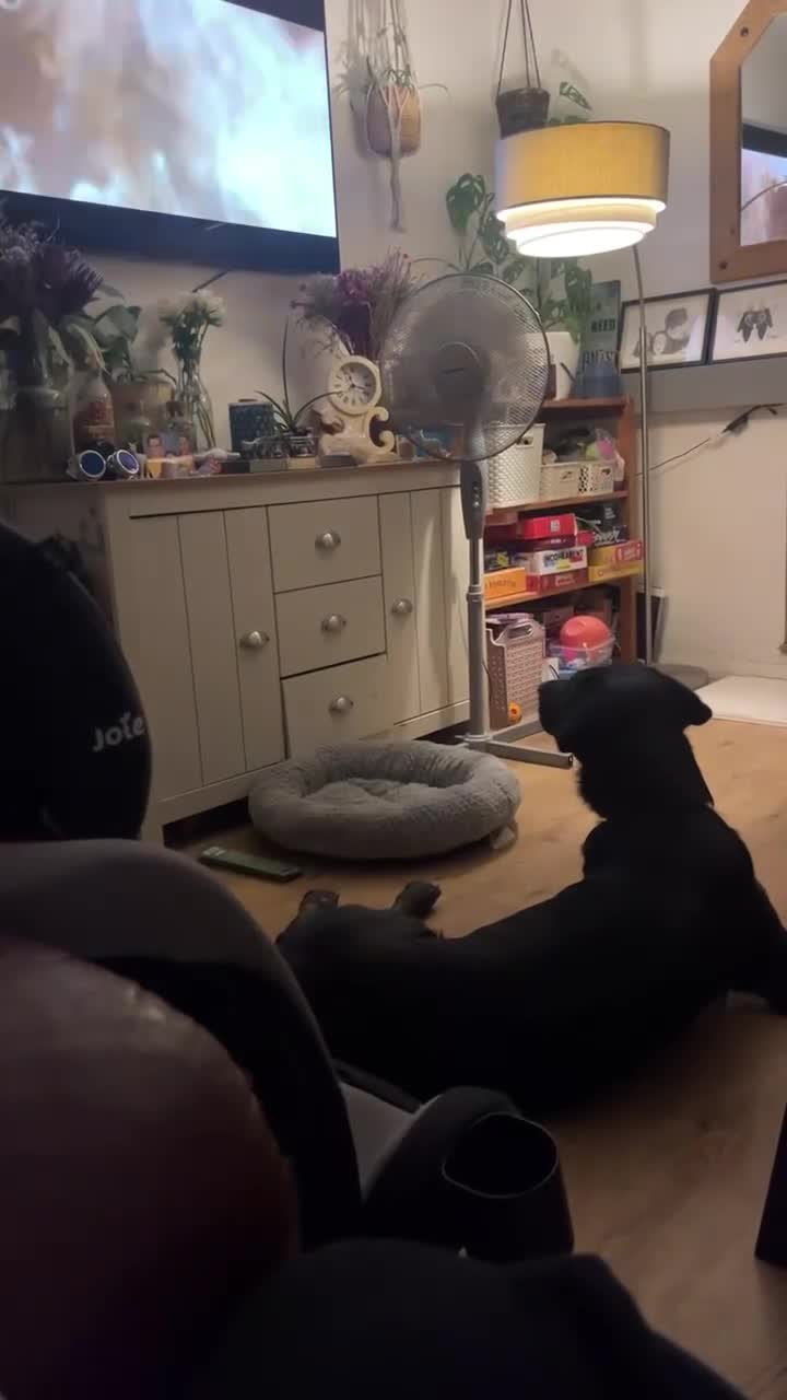 Pointer dogs for adoption: Floyd is looking for an amazing home - Video 1