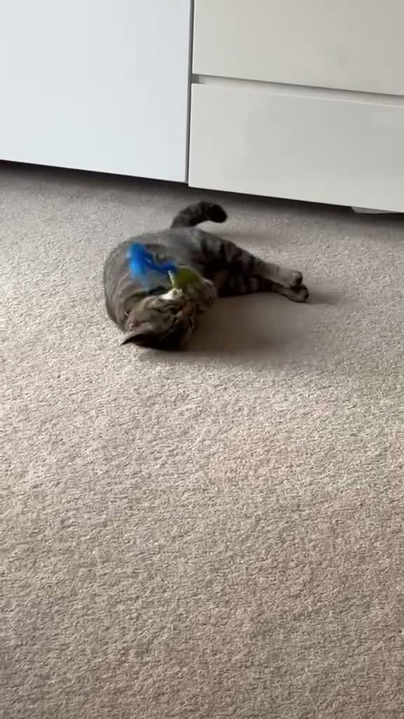Mixed Breed cats for sale: Beautiful Silver & Black Tabby Cat - Video 2