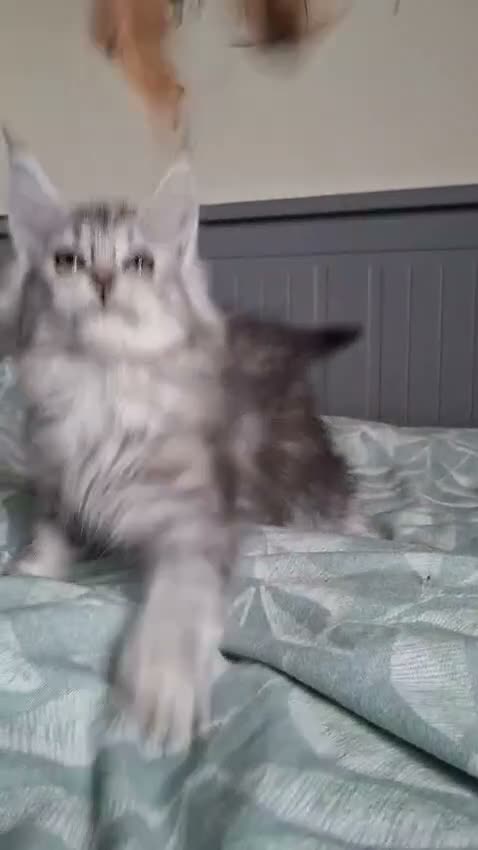 Maine Coon cats for sale: Purebreed maine coon females ❤️❤️  - Video 1