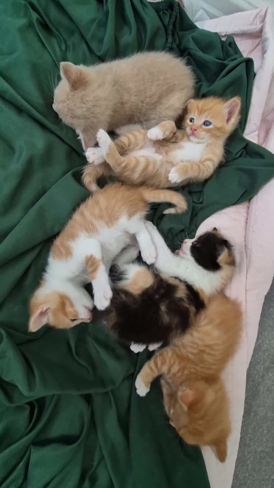 Mixed Breed cats for sale: Beautiful Playful Ginger & Tri-Colour Kittens 🐾 - Video 1