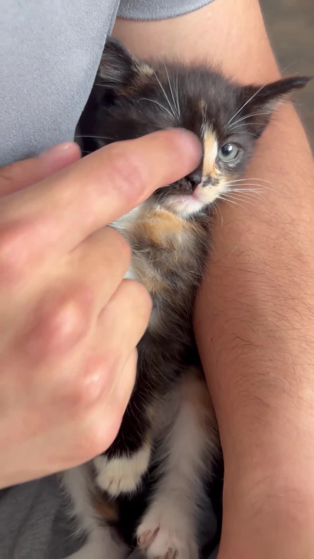 Domestic Shorthair cats for sale: 1 male 2 female kittens ready to go home - Video 3