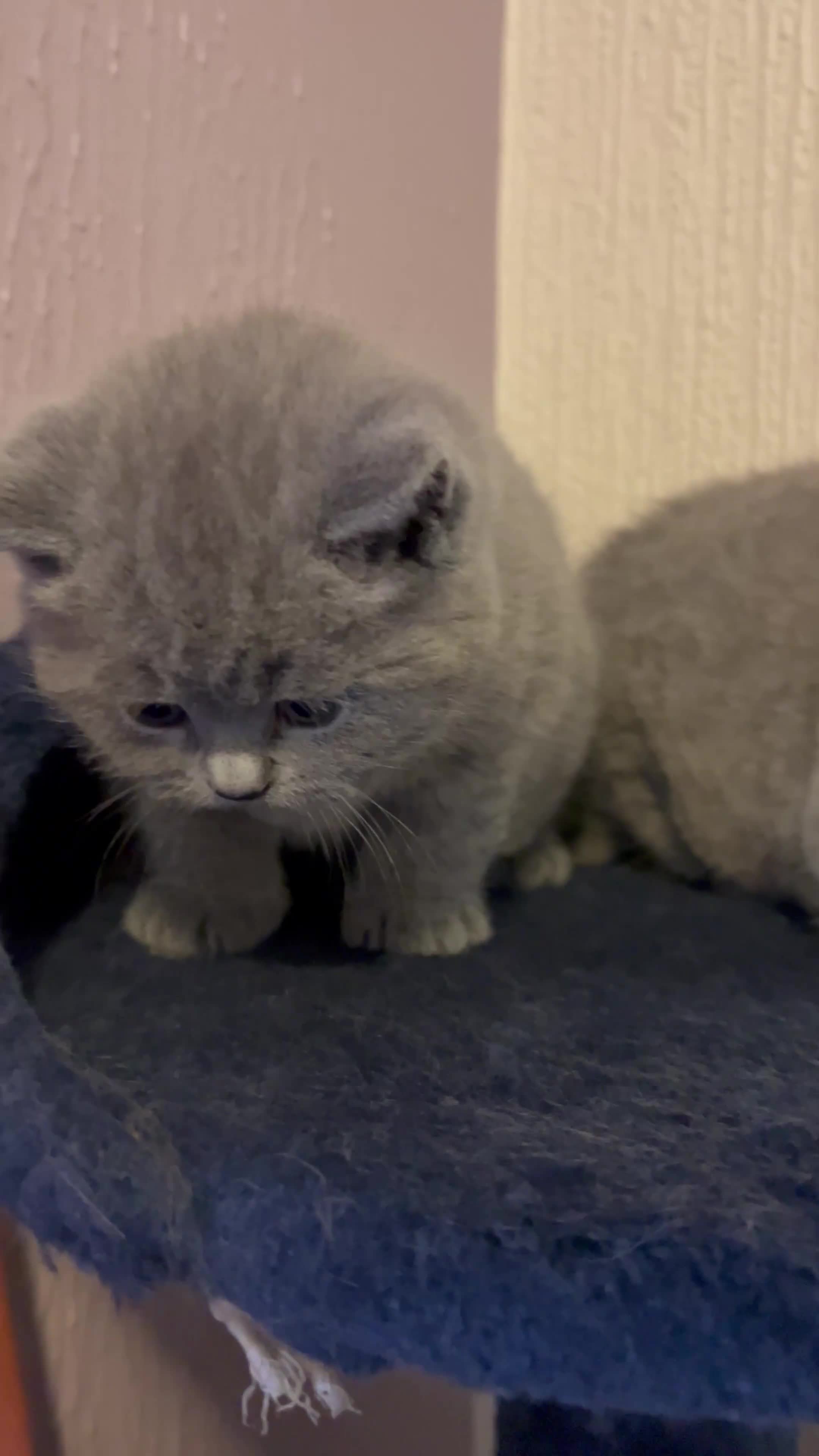 British Shorthair cats for sale: British Shorthair Female Cat Queen. - Video 5