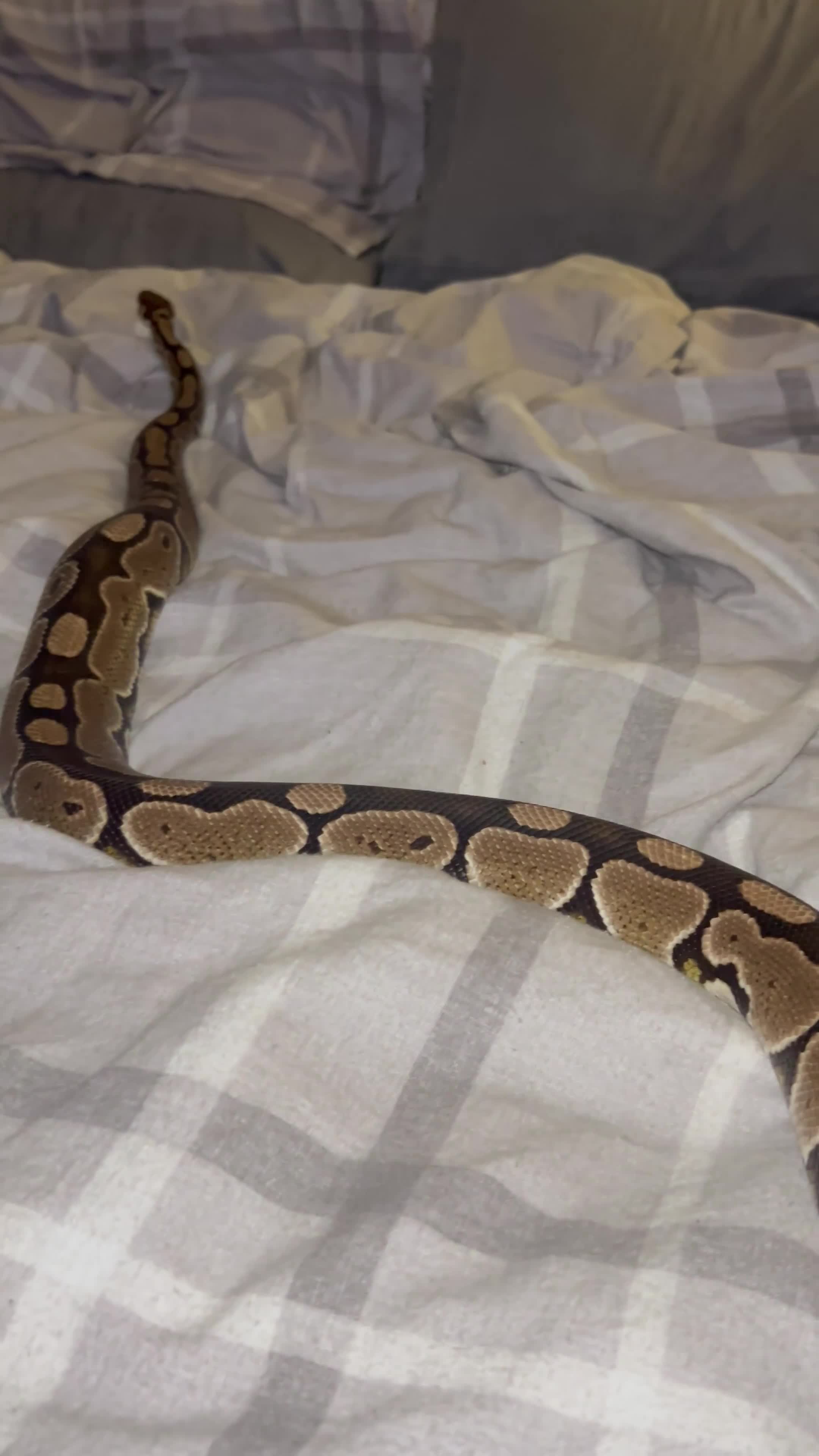 Python Snake reptiles for sale: Ball python and Full setup  - Video 1
