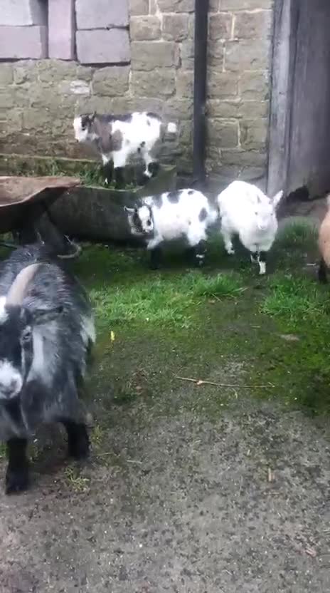 Goats livestock for sale: Pygmy kids for sale  - Video 1