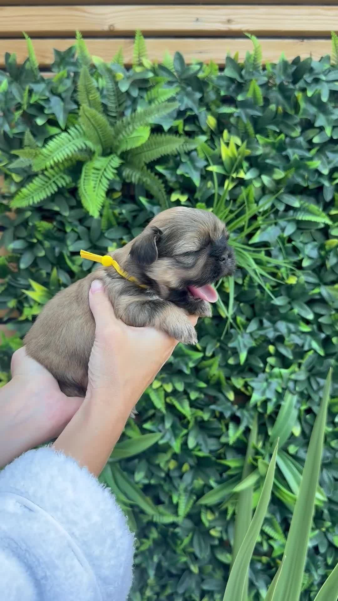 Shih Tzu dogs for sale: Shih Tzu girl puppies for sale - Video 1