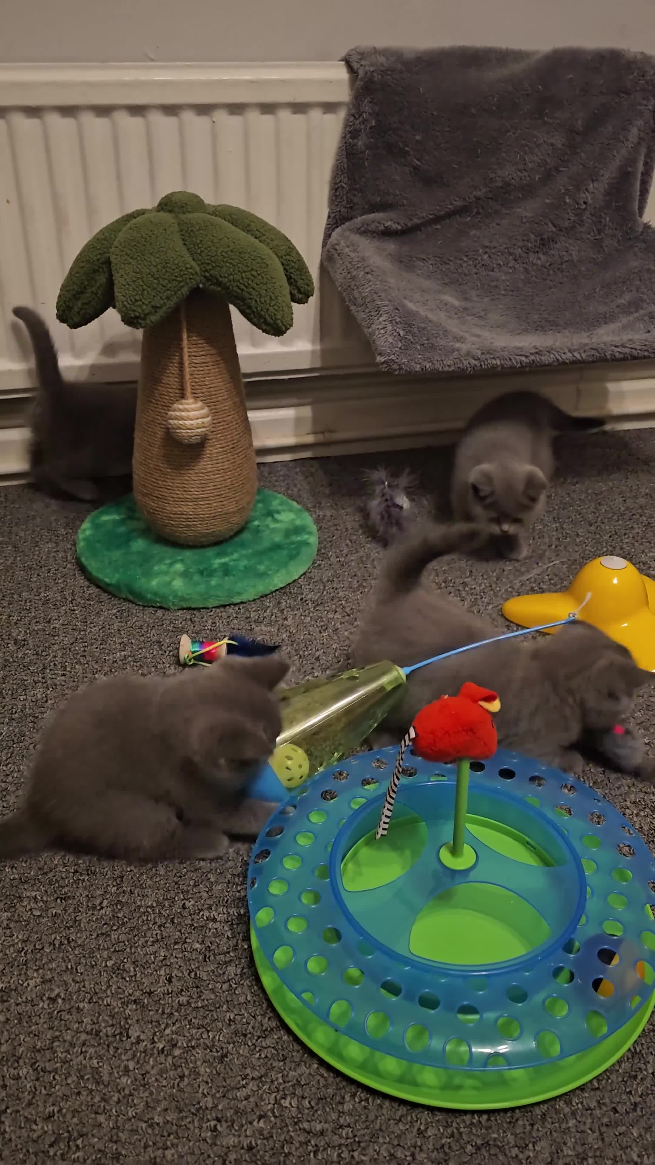 British Shorthair cats for sale: British Shorthair Kittens (GCCF) - Video 1