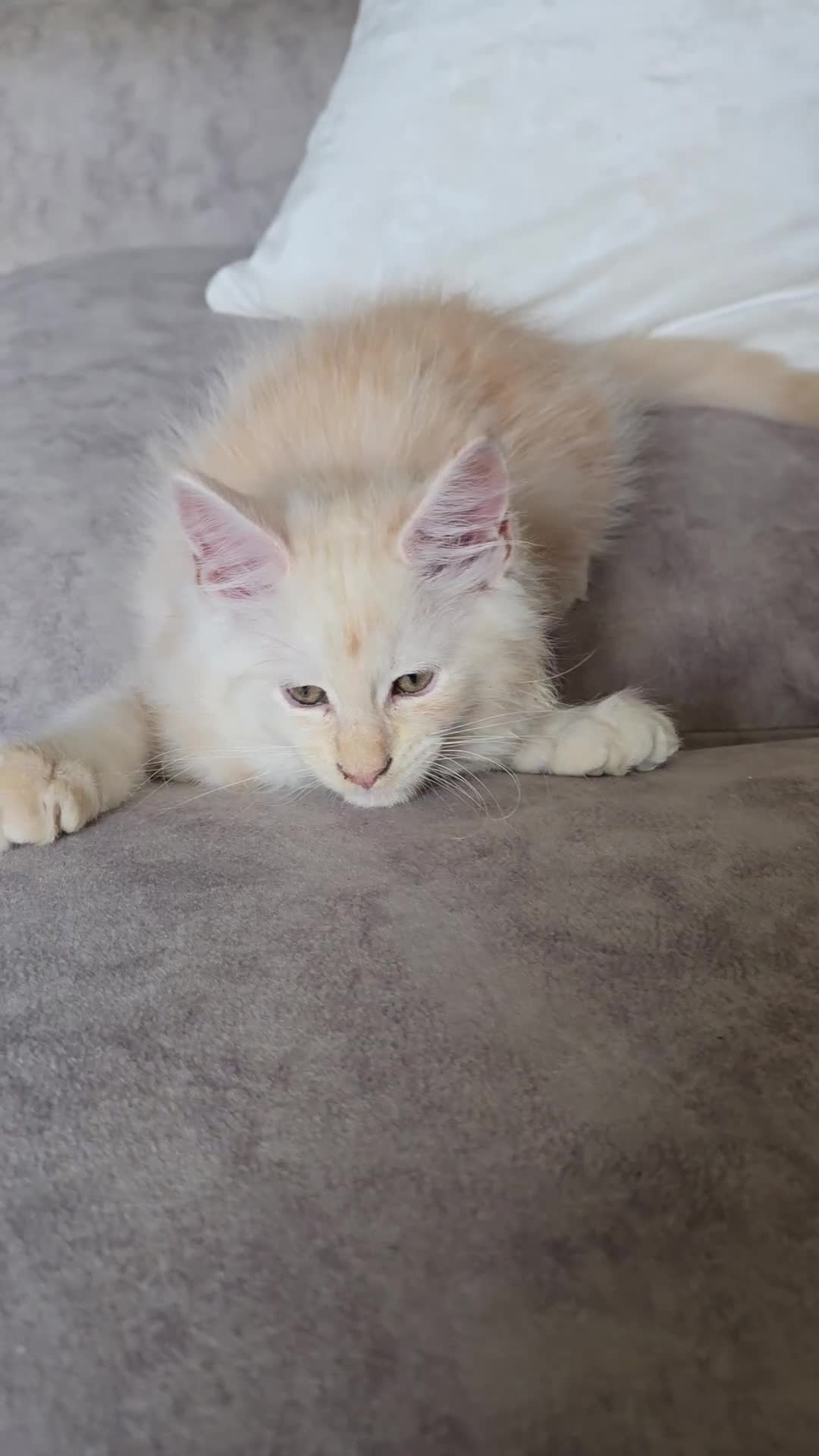 Maine Coon cats for sale: Gorgeous XL Maine Coon Male - last remaining - Video 1