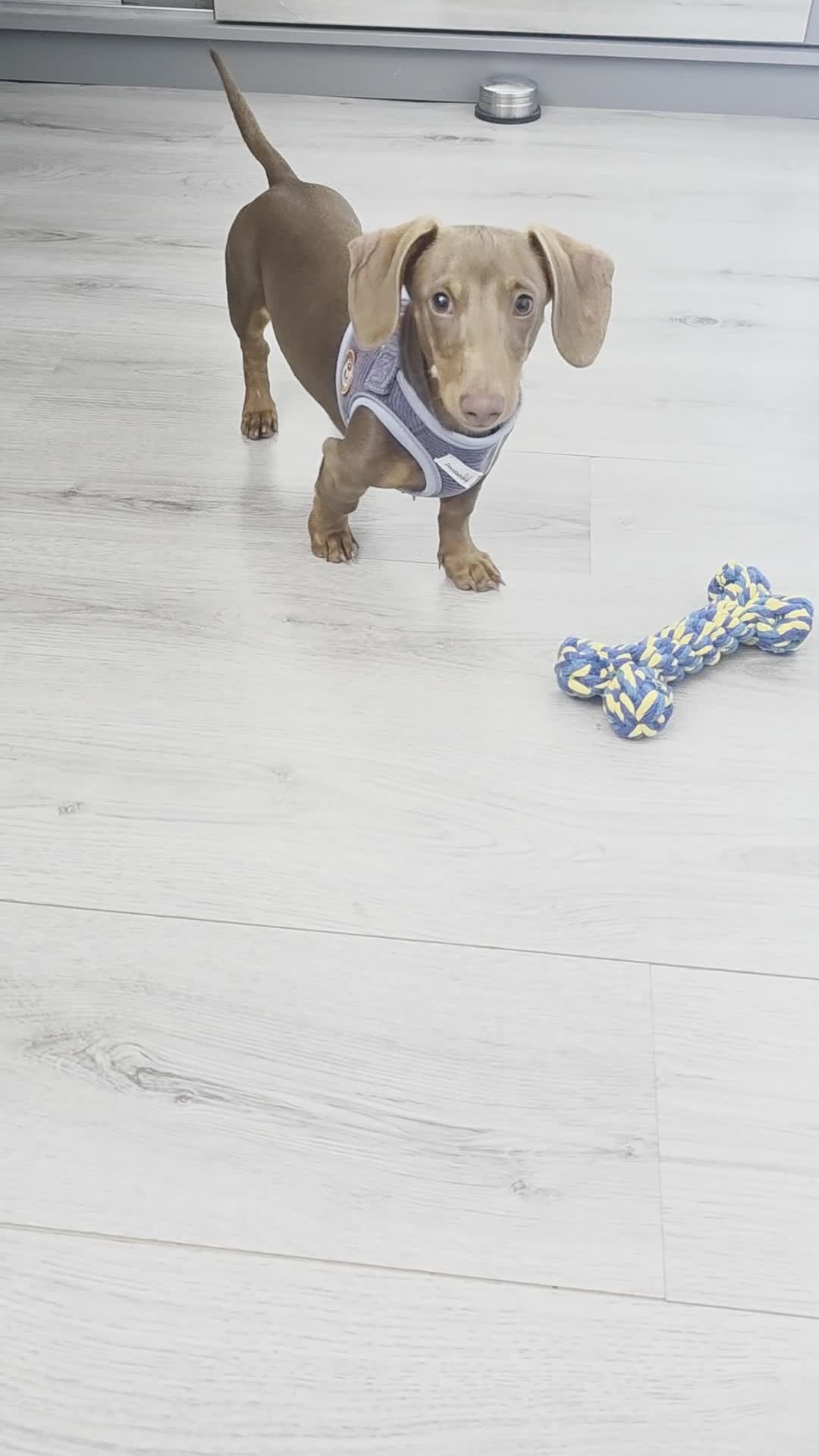Miniature Dachshund dogs for sale: KC Registered Miniature Dachshund boy - Video 1