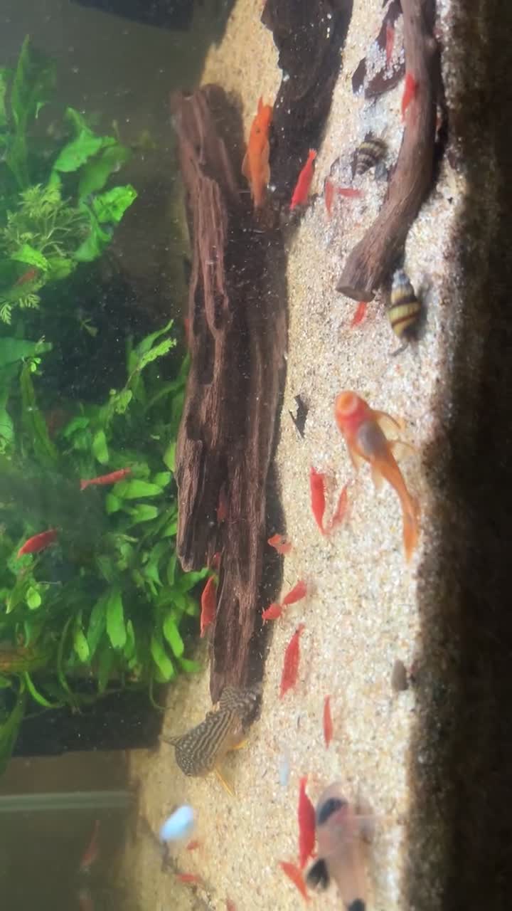 Shrimps fish for sale: Assorted shrimp skittle mix - Video 1