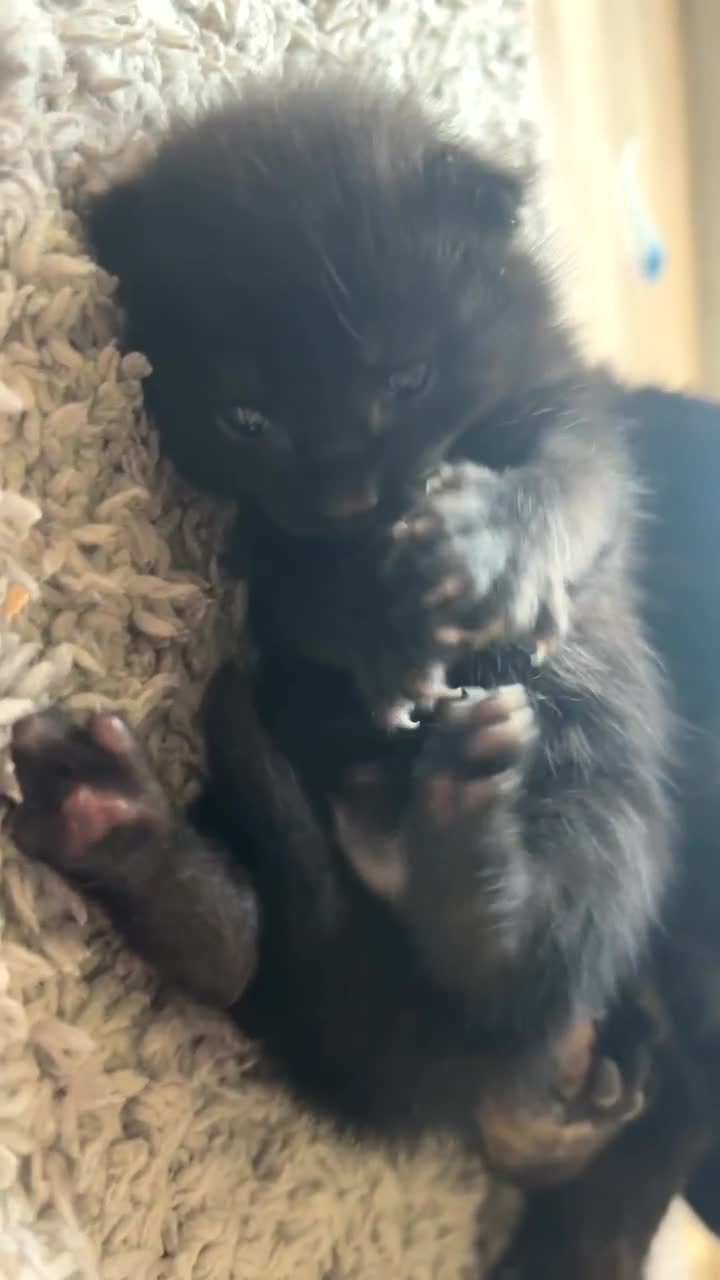 Mixed Breed cats for sale: Kittens for sale 1 left  in Glasgow - Video 1