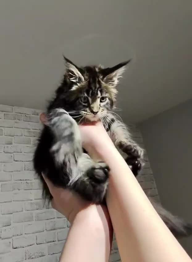 Maine Coon cats for sale: TICA KING SIZE MAINE COON CUBS - Video 3
