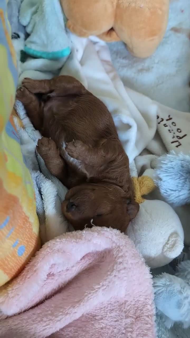 Cavapoo dogs for sale: F1B Deep Fox Red High Quality DNA Clear Puppies  - Video 1