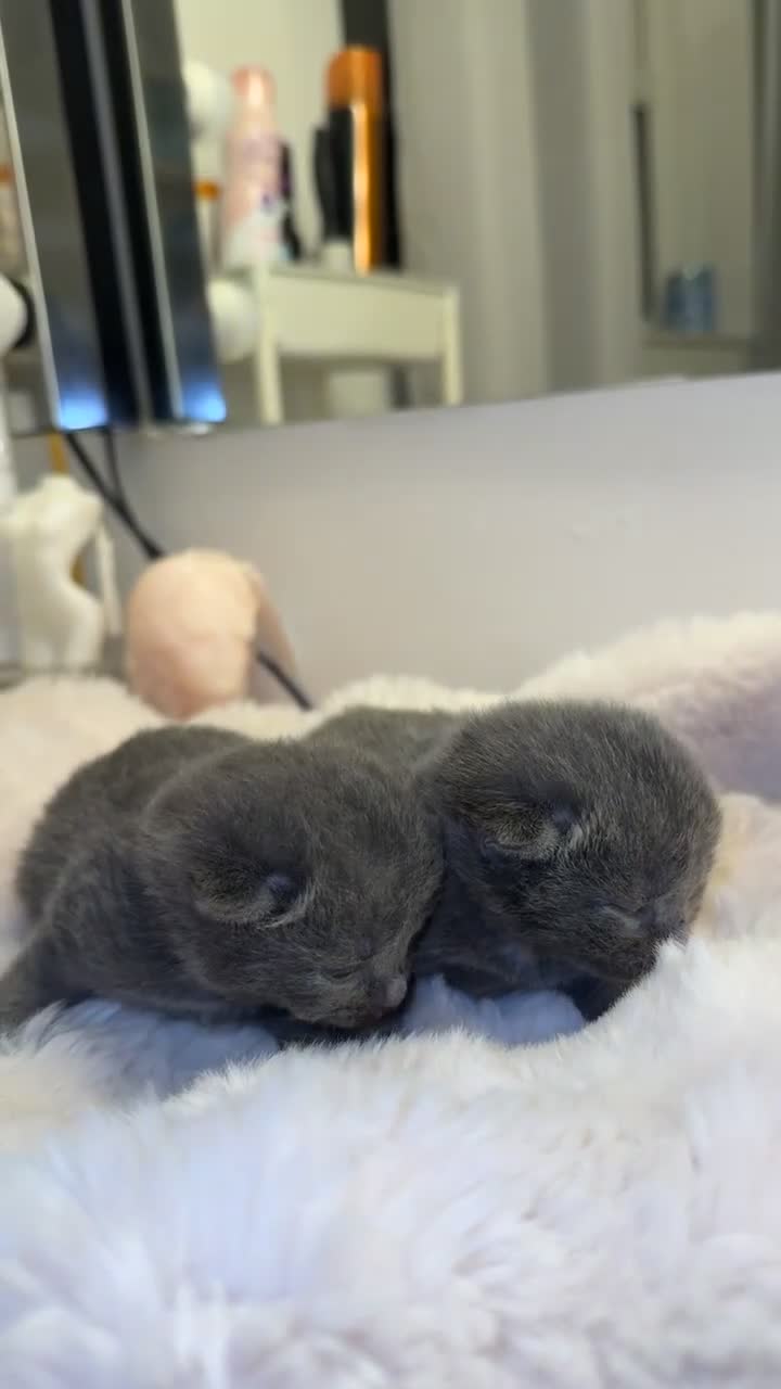 Mixed Breed cats for sale: 💕✨ Gorgeous BSH x Nebelung Boys ✨ - Video 1