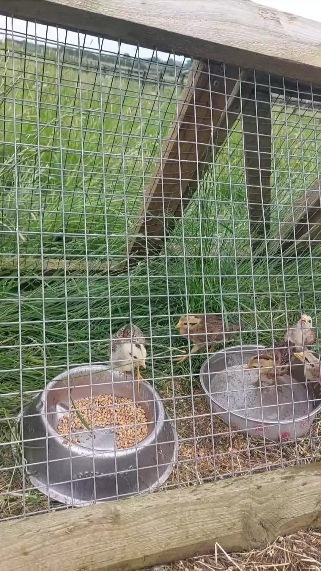 Chickens poultry for sale: American Game Bird Juveniles and chicks chickens - Video 1