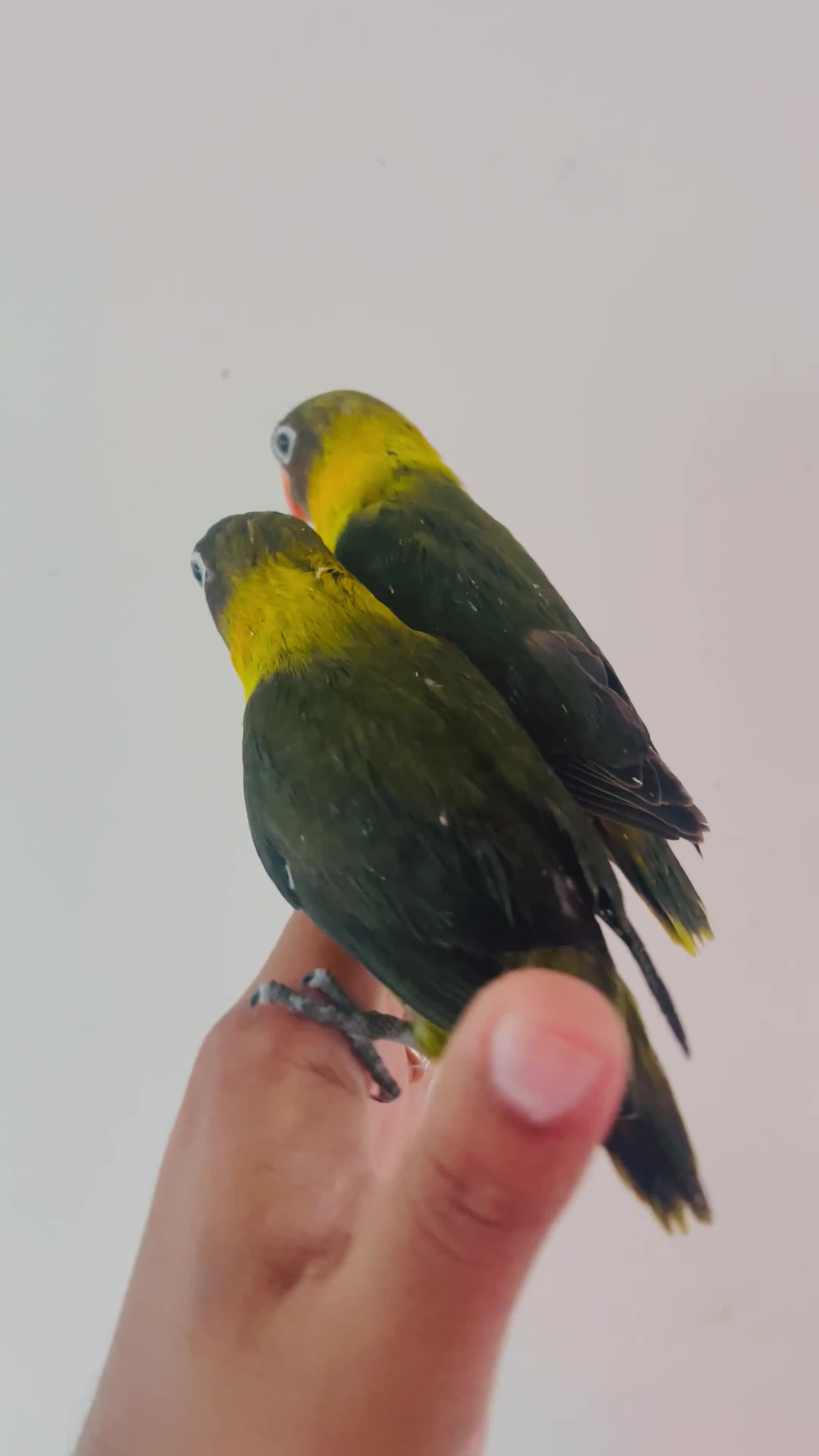 Lovebirds birds for sale: Hand reared lovebirds for sale  - Video 2