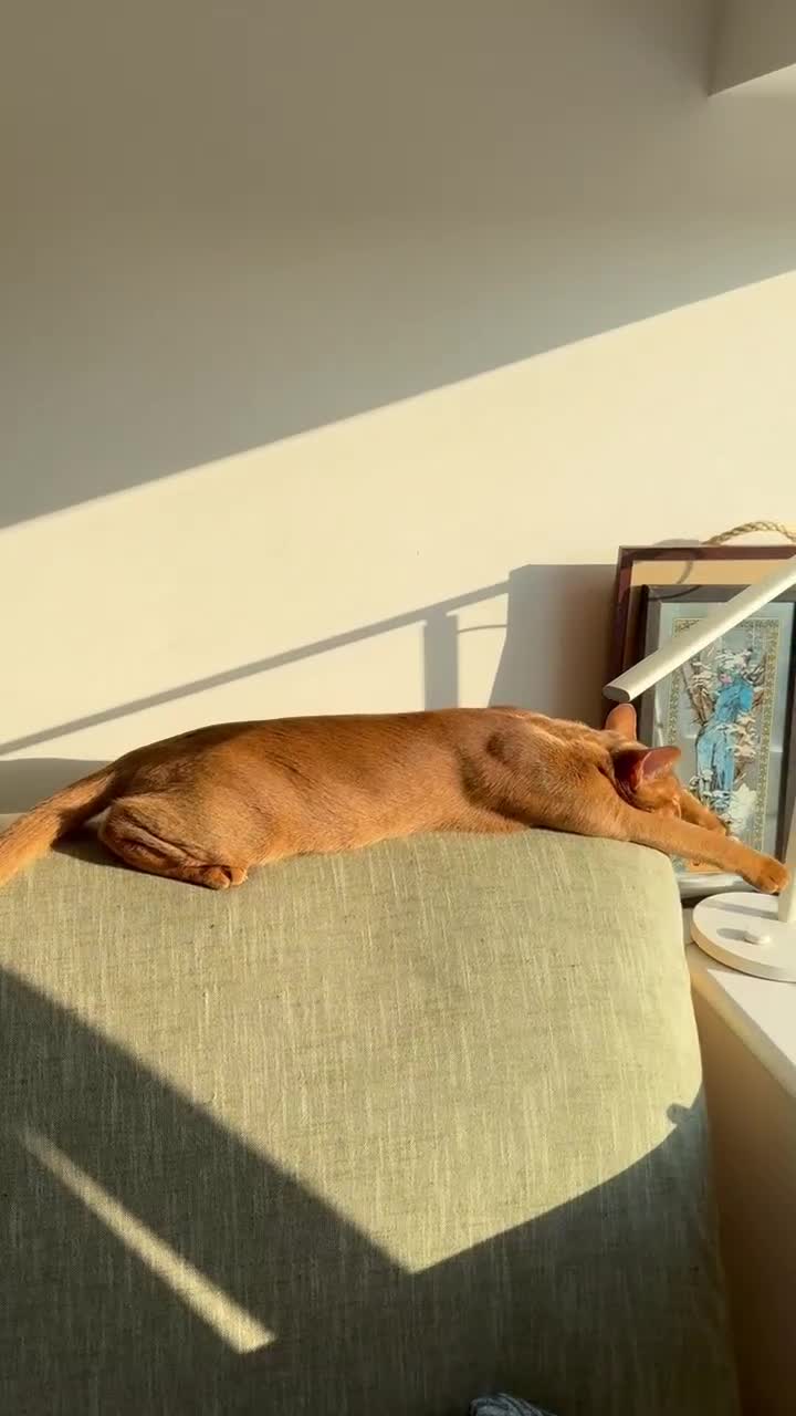 Abyssinian cats for sale: Sorrel Abyssinian, GCCF Reg, Champion Line - Video 2