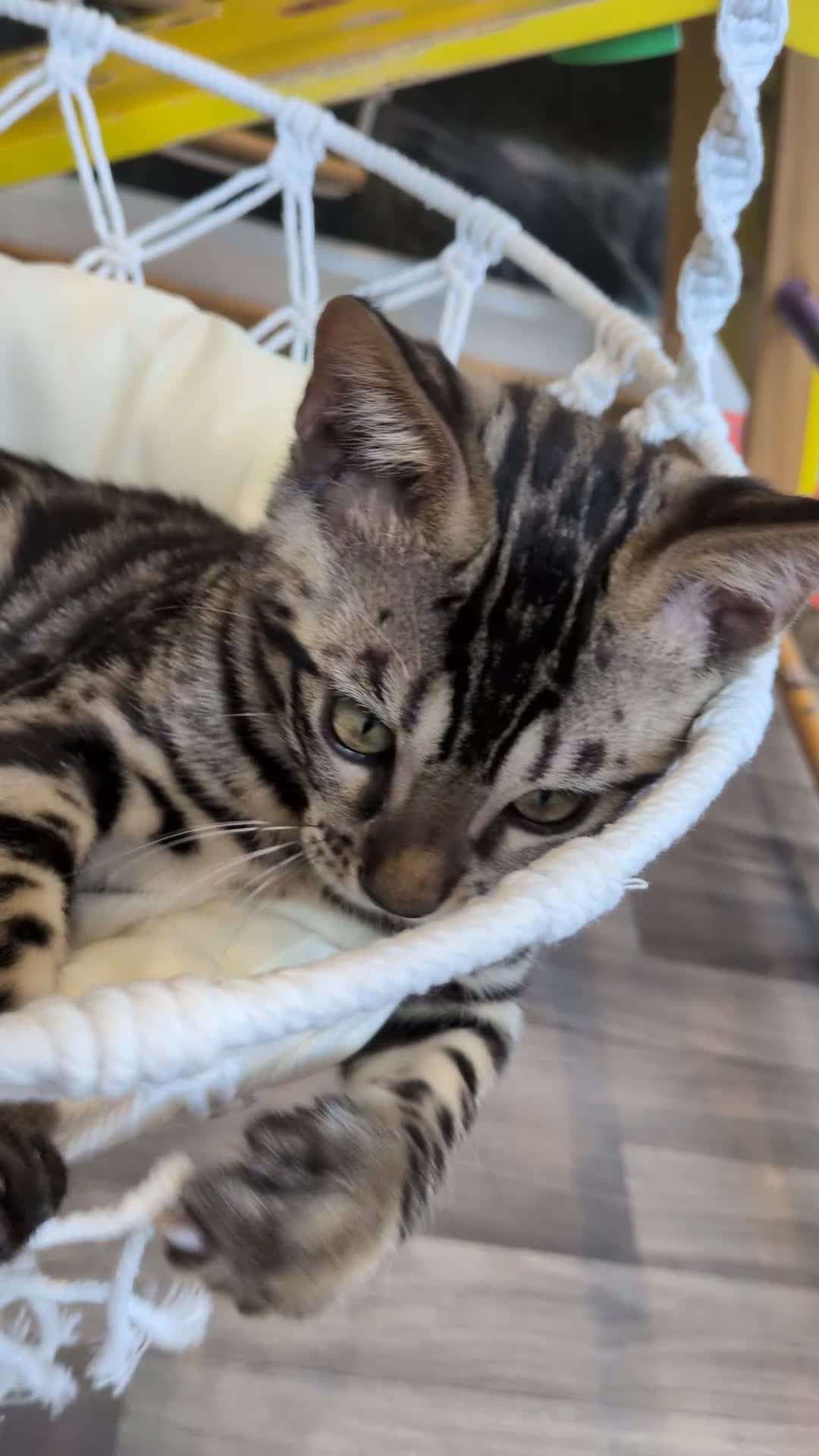 Bengal cats for sale: Last Charcoal Bengal boy kitten ready to leave  - Video 1